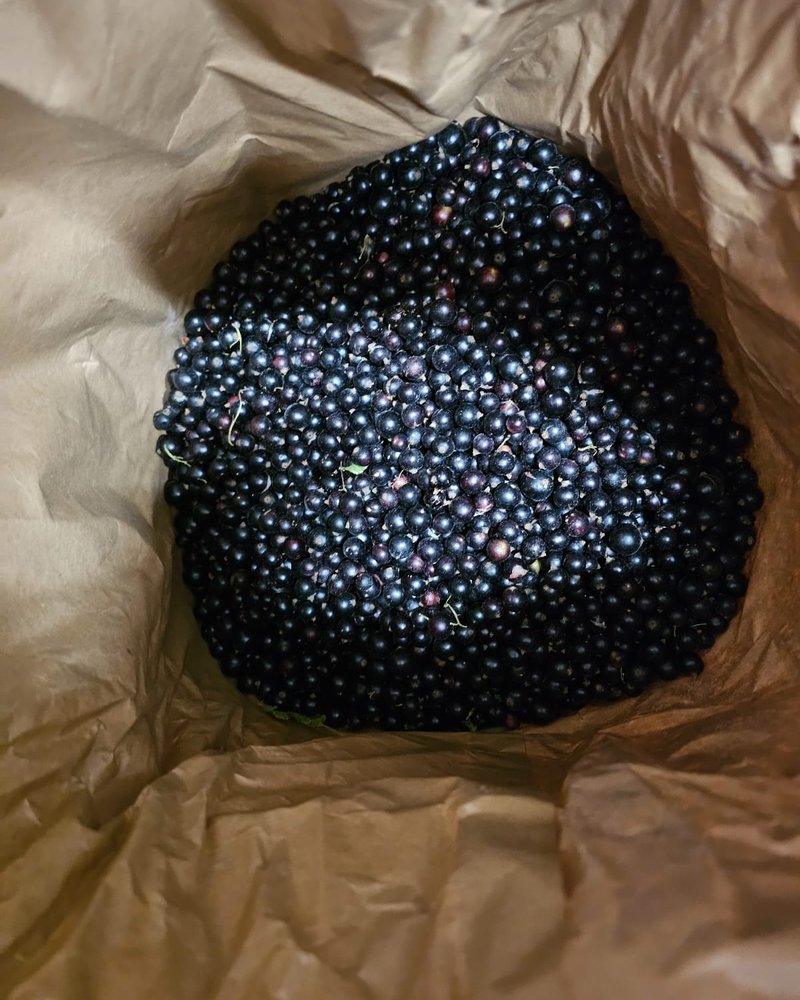 Cassis emballé, prêt pour expédition