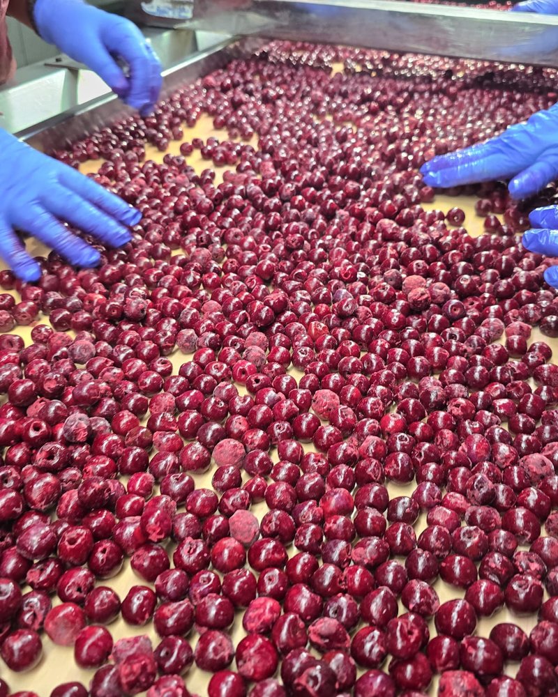 Cerises triées à la main sur la ligne de qualité