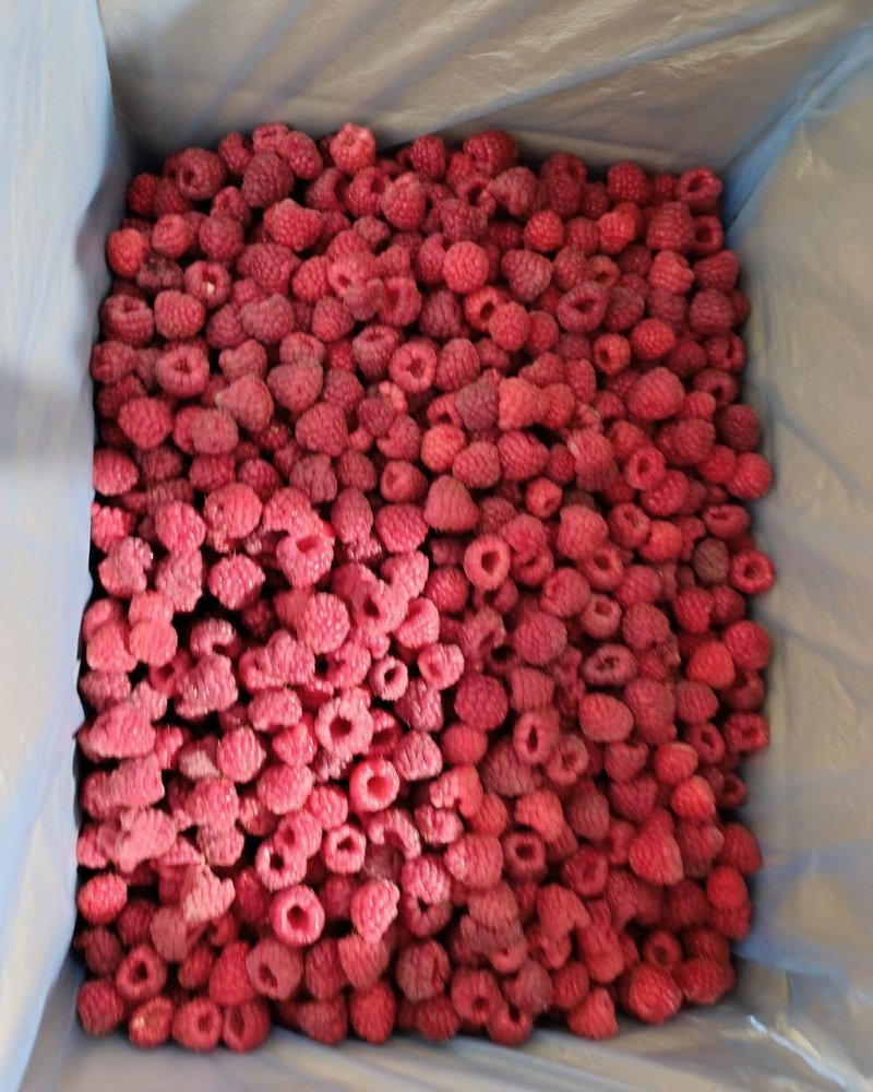 Framboises IQF fraîchement emballées, prêtes pour la chambre froide