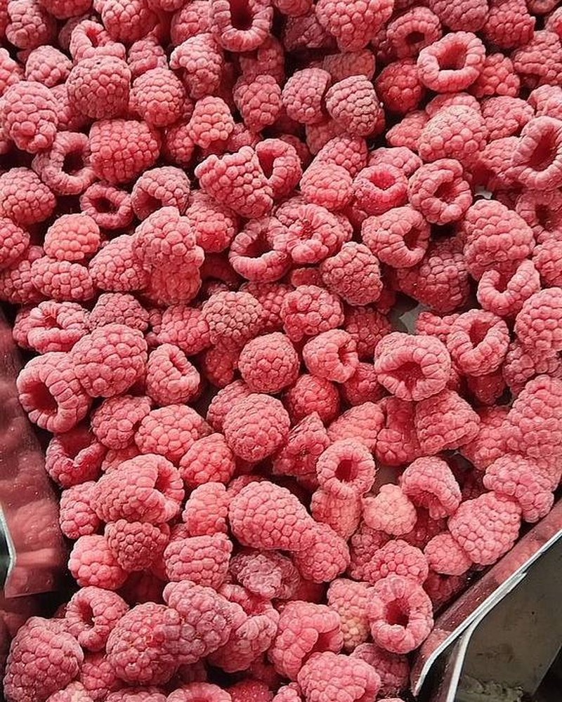 Framboise IQF sur la ligne de production